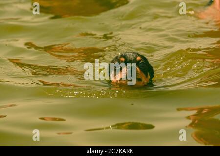 Chihuahua Hunderasse. Portrait eines niedlichen reinrassigen Welpen chihuahua im Fluss.brutaler Hund schwarz und braun und weiß schwimmt Stockfoto