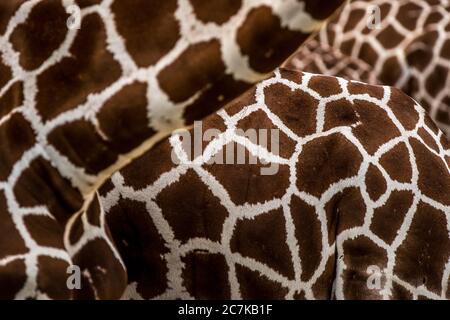 Selektive Scharfstellung einer Giraffe Stockfoto