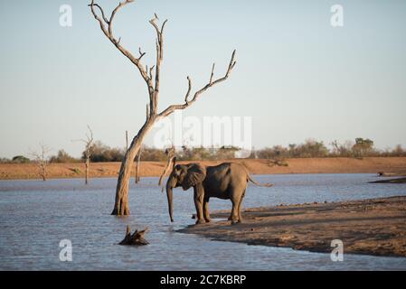 Schöne Aufnahme eines afrikanischen Elefanten, der auf dem See steht Stockfoto