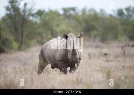 Schöne Aufnahme von Nashorn allein im Busch Feld stehen Stockfoto