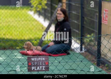 Welpenspielplatz, Hundeschule Stockfoto