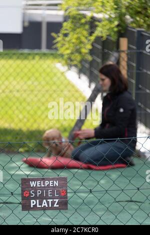 Welpenspielplatz, Hundeschule Stockfoto