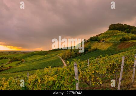 Weinberge am Stollberg - Deutschlands höchstgelegenster Weinberg - bei Handthal im Steigerwald, Landkreis Schweinfurt, Unterfranken, Franken, Bayern, Deutschland Stockfoto