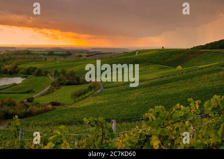 Weinberge am Stollberg - Deutschlands höchstgelegenster Weinberg - bei Handthal im Steigerwald, Landkreis Schweinfurt, Unterfranken, Franken, Bayern, Deutschland Stockfoto