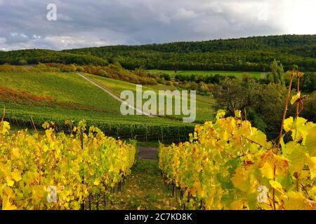 Weinberge am Stollberg - Deutschlands höchstgelegenster Weinberg - bei Handthal im Steigerwald, Landkreis Schweinfurt, Unterfranken, Franken, Bayern, Deutschland Stockfoto