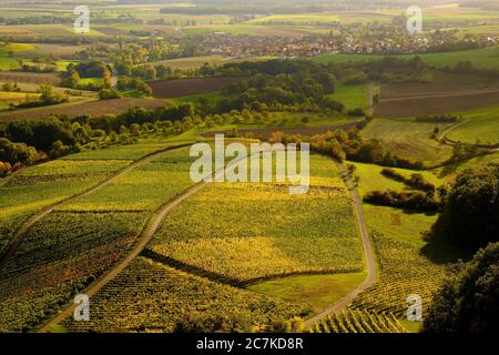 Weinberge am Stollberg - Deutschlands höchstgelegenster Weinberg - bei Handthal im Steigerwald, Landkreis Schweinfurt, Unterfranken, Franken, Bayern, Deutschland Stockfoto