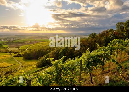 Weinberge am Stollberg - Deutschlands höchstgelegenster Weinberg - bei Handthal im Steigerwald, Landkreis Schweinfurt, Unterfranken, Franken, Bayern, Deutschland Stockfoto