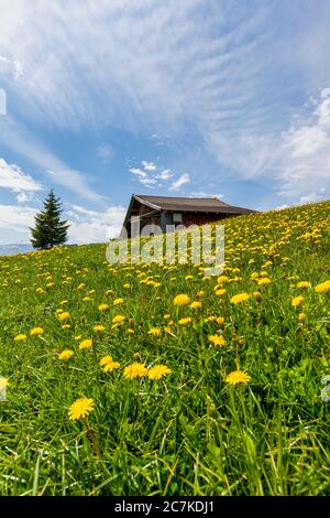 Seiser Alm - Seiser Alm, blühende Wiesen im Frühling und charakteristische Bergschellen, Dolomiten, Kastelruth, Südtirol, Italien Stockfoto