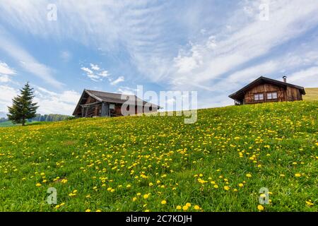 Seiser Alm - Seiser Alm, blühende Wiesen im Frühling und charakteristische Bergschellen, Dolomiten, Kastelruth, Südtirol, Italien Stockfoto