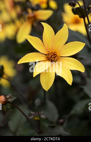 Nahaufnahme von Bishop of York Dahlia, die in einer Gartengrenze in Großbritannien blüht Stockfoto