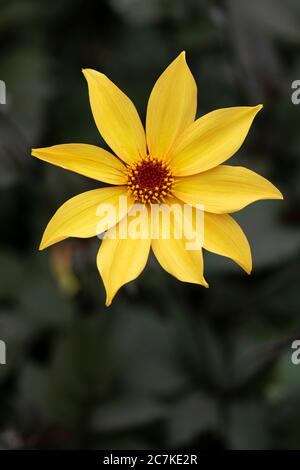 Nahaufnahme von Bishop of York Dahlia, der im Juli in einem Garten in Großbritannien blüht Stockfoto