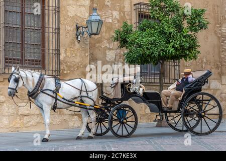 Warten auf Benutzerdefiniert. An einem ruhigen Tag in Cordoba wartet ein Pferdekutschenfahrer auf den Zoll in der Calle Torrijos Stockfoto