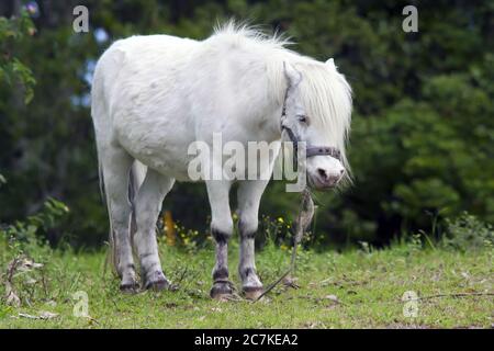 Nahaufnahme eines niedlichen weißen Fohlens, das auf dem steht Grünes Gras mit verschwommenem Hintergrund Stockfoto