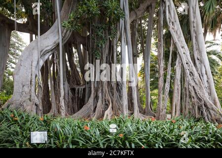 Luftwurzeln, Moreton Bay Fig (Ficus macrophylla), Botanischer Garten, Puerto de la Cruz, Teneriffa, Kanarische Inseln, Spanien Stockfoto