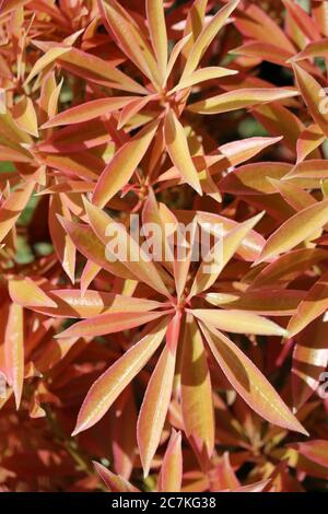 Vertikale Nahaufnahme von Pieris japonica Pflanzen - ideal für Eine natürliche Tapete Stockfoto