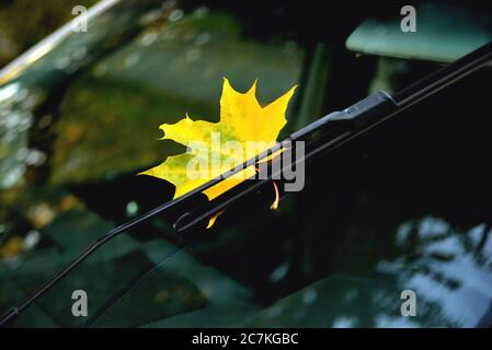 Herbst gelb Ahornblatt auf Autoglas, Spiegelung im Glas, Herbstbäume schöne Blendung Nahaufnahme Stockfoto