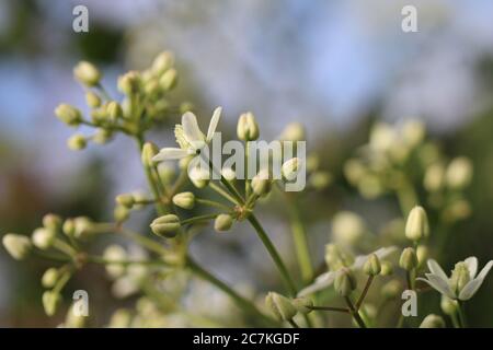 Nahaufnahme von grünen Clematis recta Blumen auf einem verschwommen Hintergrund Stockfoto