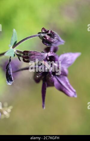 Vertikale Nahaufnahme einer violetten Aquilegia Blume auf einem Unscharfer Hintergrund Stockfoto