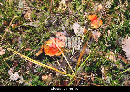 Ein Paar ungenießbare giftige Pilze der Fliegenpilze in der natürlichen Umgebung, Herbstwald, grünes Moos, Gras, abgestorbene Blätter, färben, sonniger Tag, extra Stockfoto