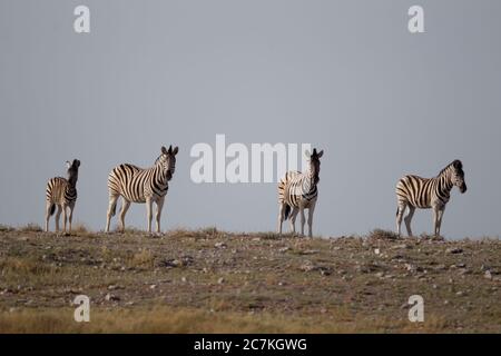 Gruppe von Zebras stehen auf dem Boden mit einem grauen Himmel im Hintergrund Stockfoto