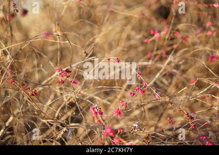 Selektiver Fokus Schuss von roten Beeren wachsen auf Holzstäbchen Stockfoto