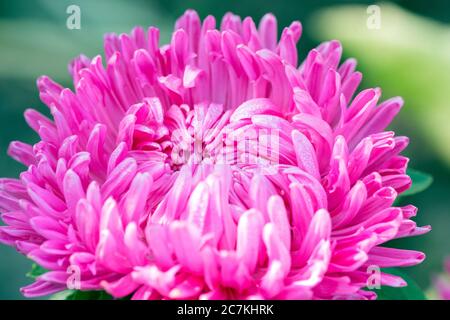 Knospe rosa Chrysantheme. Close up Blume Stockfoto