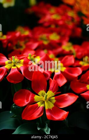 Der Frühling ist da Stockfoto