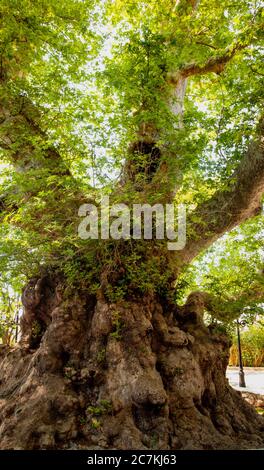 Baum, Klimawandel, Pflanzen, Naturschutz, Nachhaltigkeit Stockfoto