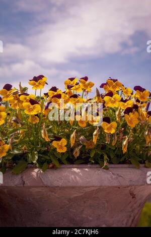 Blumen, Stiefmütterchen, Draußen, Blume, Blühen, Blüte Stockfoto