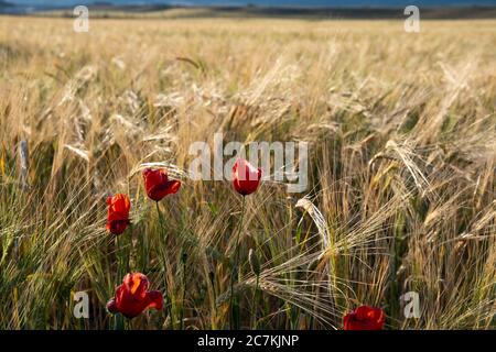 Rote Tulpen, die in einem Weizenfeld wachsen Stockfoto