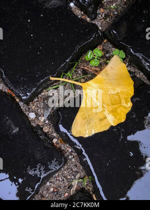 Ginkgo, Blatt, Gelb, Natur, Naturschutz, Herbst Stockfoto