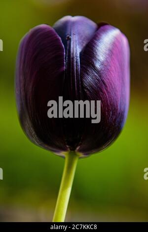 Deep Purple Tulip mit Morning Dew Closeup Stockfoto