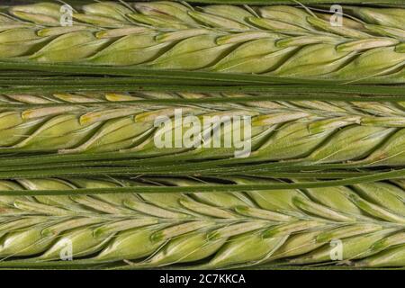 Nahaufnahme eines unreifen grünen Kopfes/Gerste. Für landwirtschaftliche Einkommen und Landwirtschaft im Vereinigten Königreich, Gerste Futures, Gerste Rohstoffe, Bierherstellung. Stockfoto