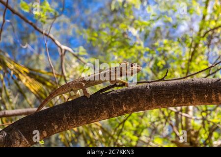 Panther Chameleon (Furcifer pardalis) auf Baum, Sakalava Strand, Oronjia Nationalpark, Antsiranana, Diego Suarez, Ramena Gemeinde, Madagaskar, Afrika, Indischer Ozean Stockfoto
