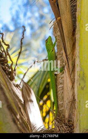 Madagaskar-Taggecko (Phelsuma madagascariensis), Sakalava Beach, Oronjia National Park, Antsiranana, Diego Suarez, Ramena Gemeinde, Madagaskar, Afrika, Indischer Ozean Stockfoto