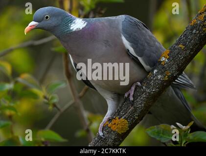 Holztaube (Columba palumbus), auf Zweig sitzend, Stuttgart, Baden-Württemberg, Deutschland Stockfoto