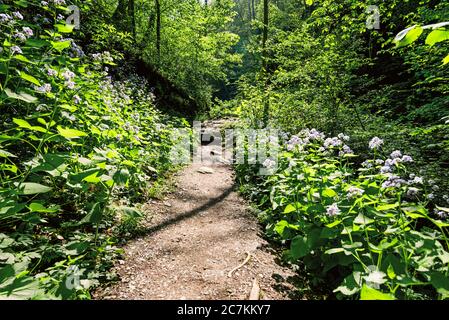 Weg durch blaue Blumen neben der Ehrbachklamm im Frühjahr Stockfoto