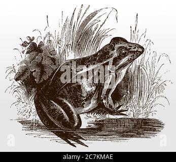 Gemeiner Frosch, rana temporaria in Seitenansicht am Ufer eines Teiches sitzend, nach einer antiken Illustration aus dem 19. Jahrhundert Stock Vektor