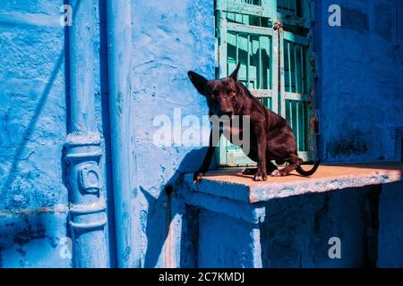 Hund, der neben einer Haustüre steht, während er auf die schaut Kamera Stockfoto