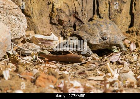 Schöne Aufnahme einer griechischen Schildkröte, die auf dem Boden läuft Mit unscharfem Hintergrund Stockfoto