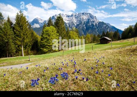 Blühender Enzian auf den Höckenwiesen bei Mittenwald Stockfoto