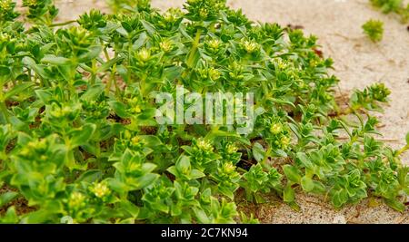 Grüne Blüten Euphorbia, sehr große und vielfältige Gattung von blühenden Pflanzen, Stockfoto