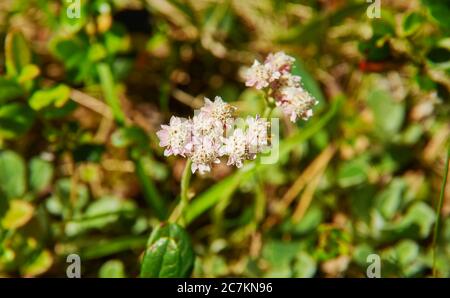 Origanum -Oregano, Gattung der Stauden und Stauden in der Familie Lamiaceae, heimisch in Europa, Nordafrika, und ein Großteil der gemäßigten Asien. Stockfoto