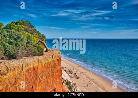 Europa, Portugal, Algarve, Litoral, Barlavento, Bezirk Faro, zwischen Vilamoura und Albufeira, Praia da Falesia, Klippen und Strand, windig gebogene Kiefer am Felskante Stockfoto
