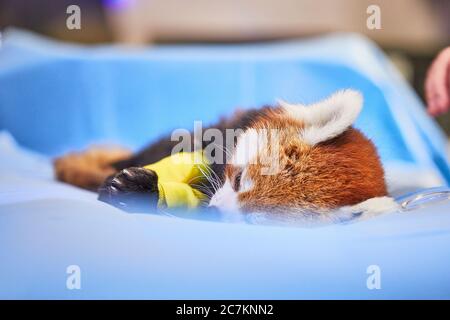 Kleiner Panda, Zootier, Krankenhaus Stockfoto