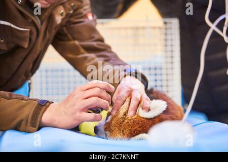 Kleiner Panda, Zootier, Krankenhaus Stockfoto