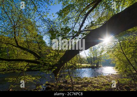 Hardegg, Fluss Thaya, Baum, Thaya River National Park Thayatal - Podyji, in Weinviertel, Niederösterreich / Niederösterreich, Österreich Stockfoto