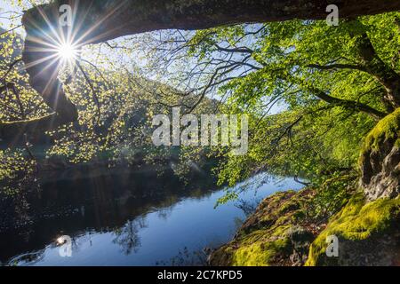Hardegg, Fluss Thaya, Baum, Thaya River National Park Thayatal - Podyji, in Weinviertel, Niederösterreich / Niederösterreich, Österreich Stockfoto