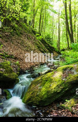 Hardegg, Bach Kajabach, Thaya River National Park Thayatal - Podyji, in Weinviertel, Niederösterreich / Niederösterreich, Österreich Stockfoto