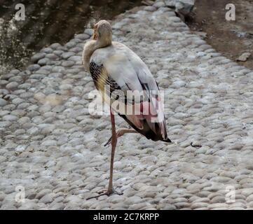 Störche sind große, langbeinige, lang-necked Watvögel mit langen, stout Rechnungen. Stockfoto